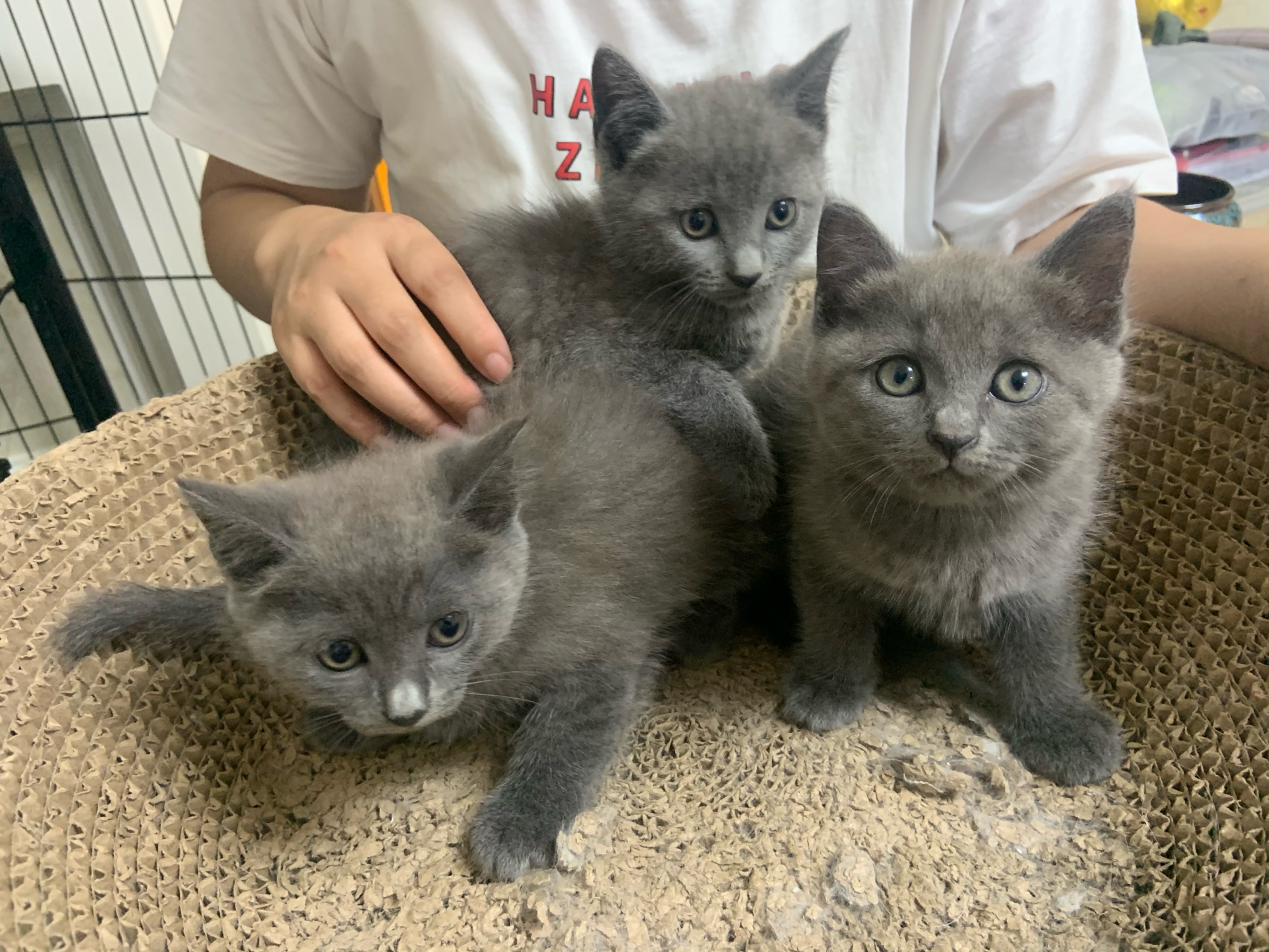 英短蓝猫自己喂养的便宜处理了